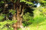 2014-07-05_Laengental-N-Hochweg (640)b. JPG